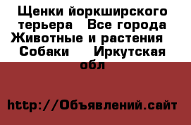 Щенки йоркширского терьера - Все города Животные и растения » Собаки   . Иркутская обл.